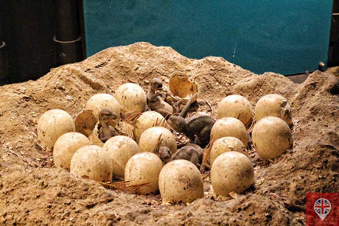 natural history museum baby dinosaurs