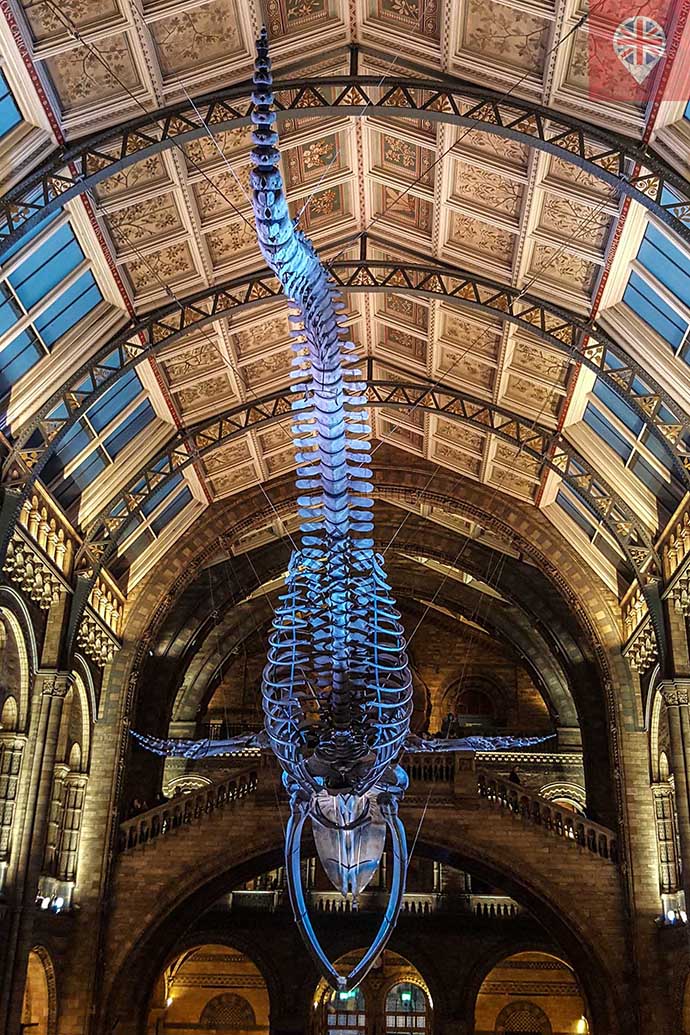 natural history museum baleia azul