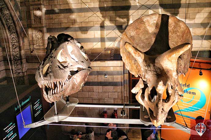 natural history museum dinosaur heads