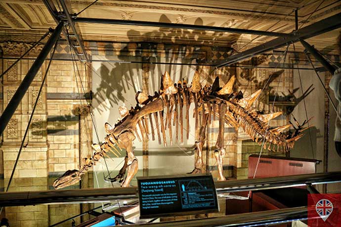 natural history museum dinosaur