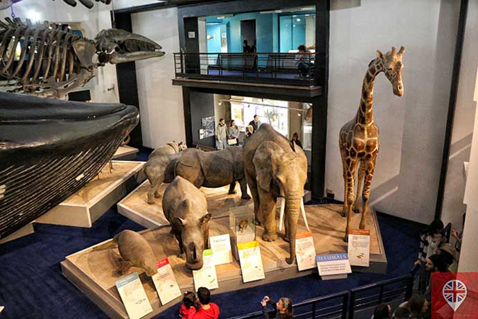 natural history museum mamiferos 2