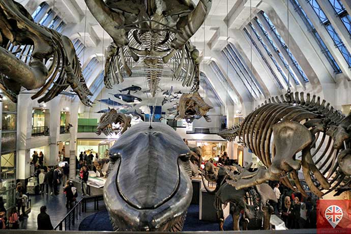 natural history museum mamiferos