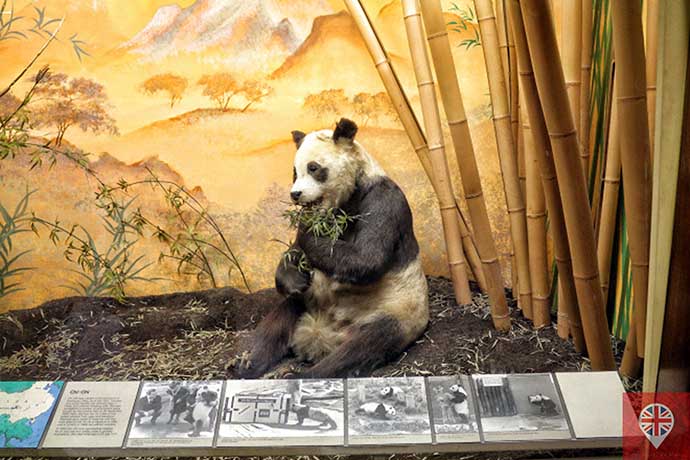 natural history museum panda chichi