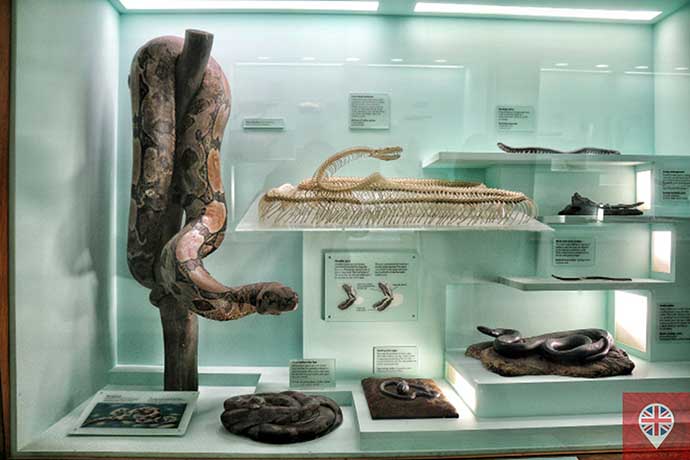 natural history museum repteis