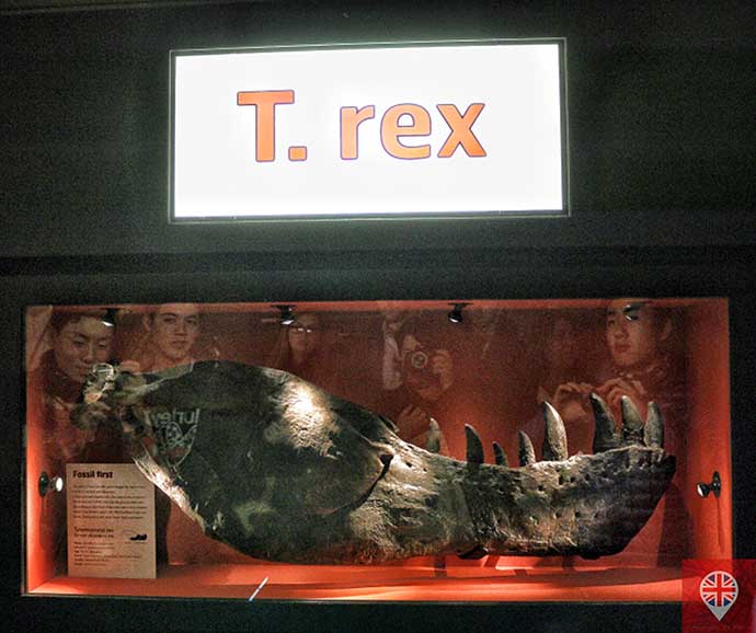 natural history museum trex