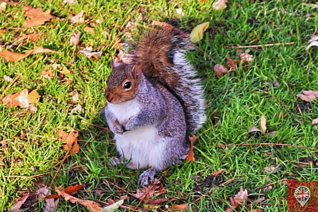 Curiosidades de Londres: a invasão dos esquilos&nbsp;americanos!