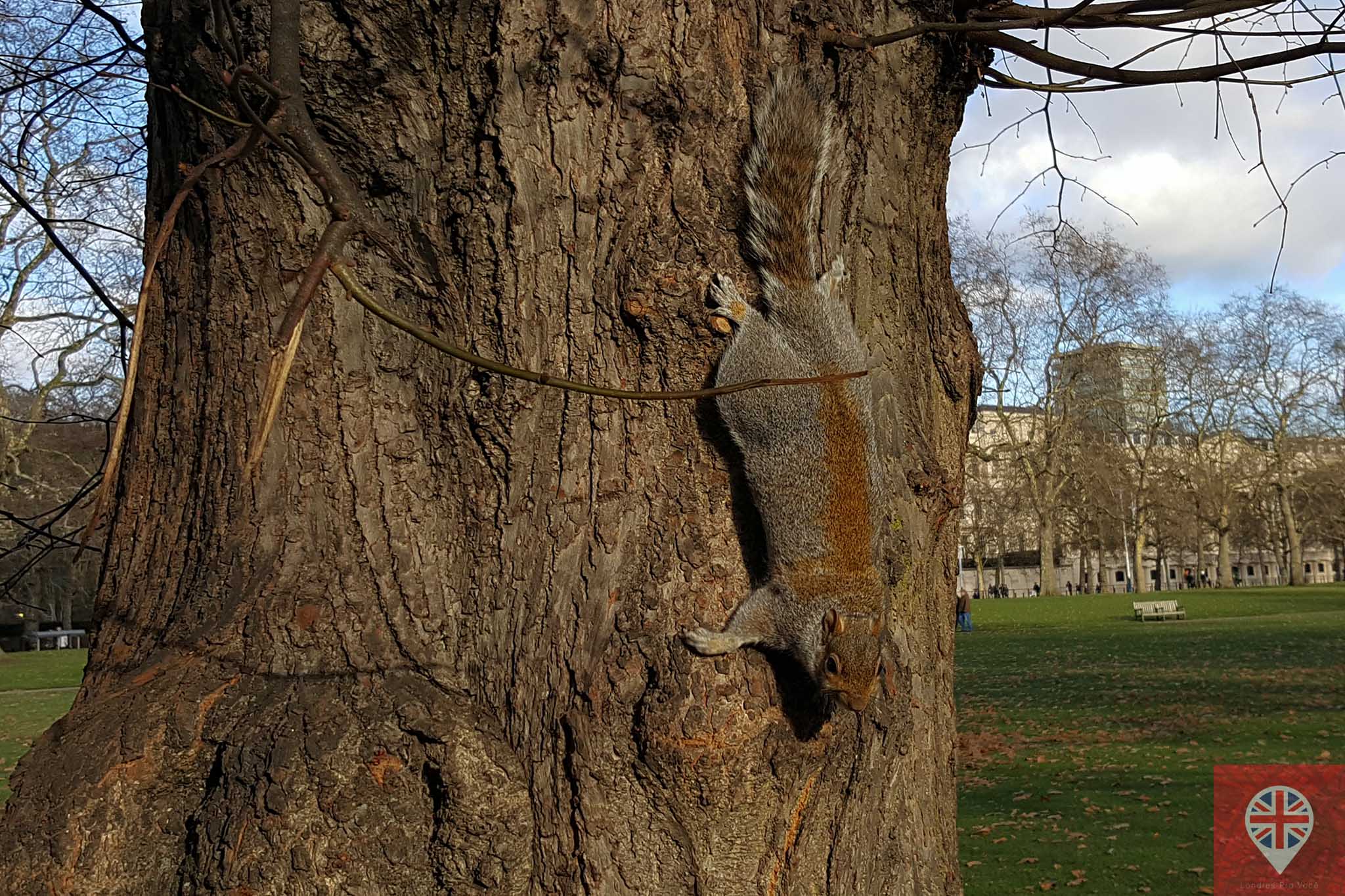 squirrel tree st james park