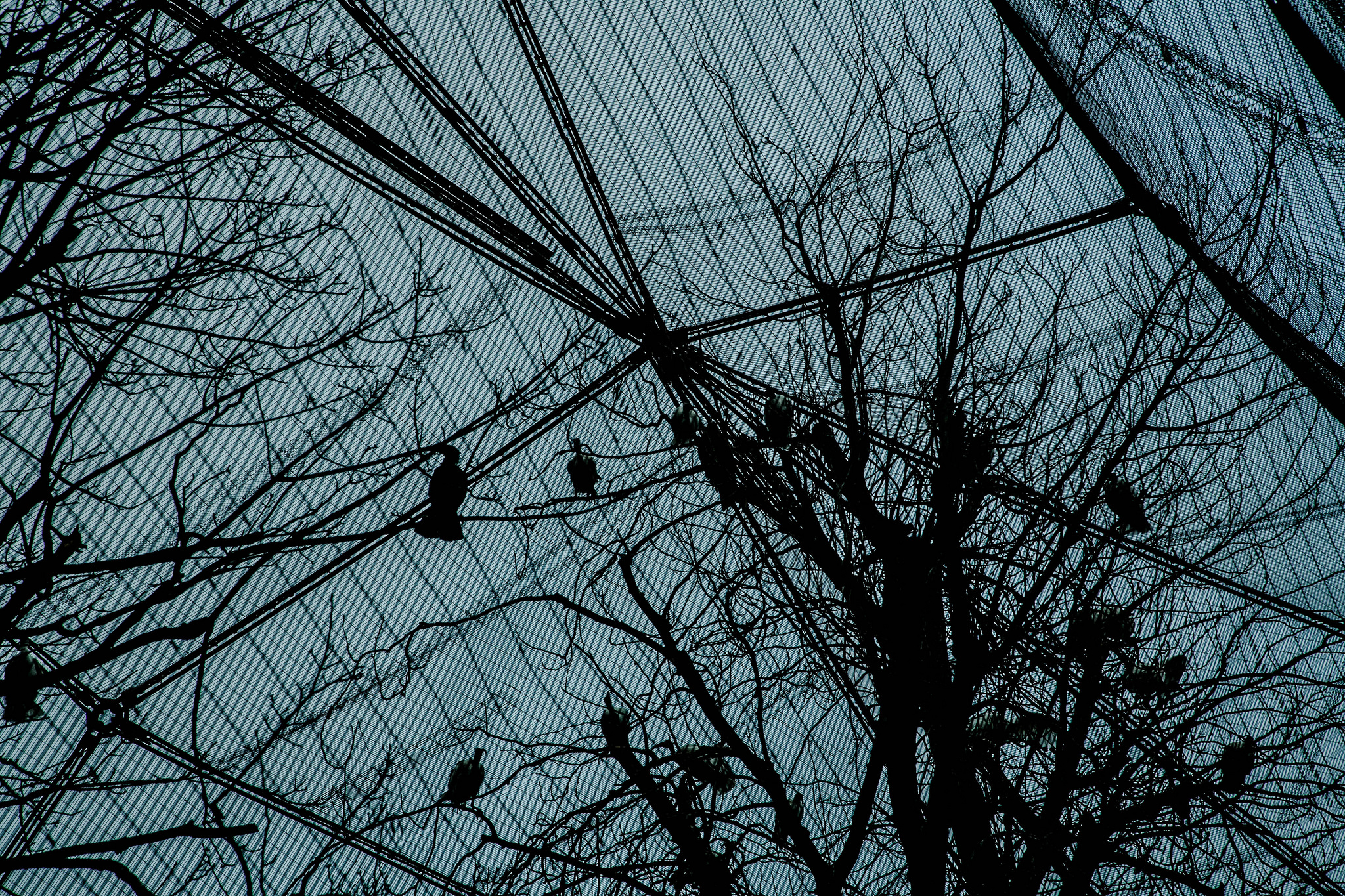 23571339039_7df983c4f3_k