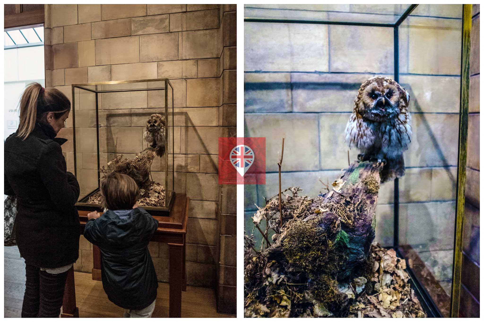 museu-de-historia-natural-coruja