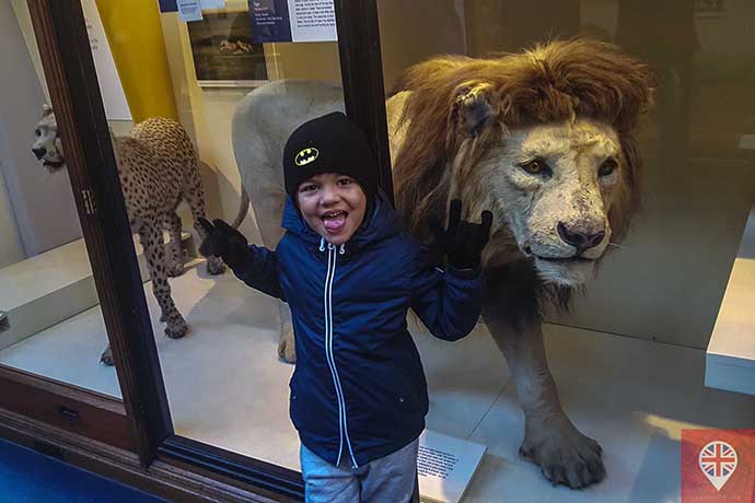 museu-de-historia-natural-leao