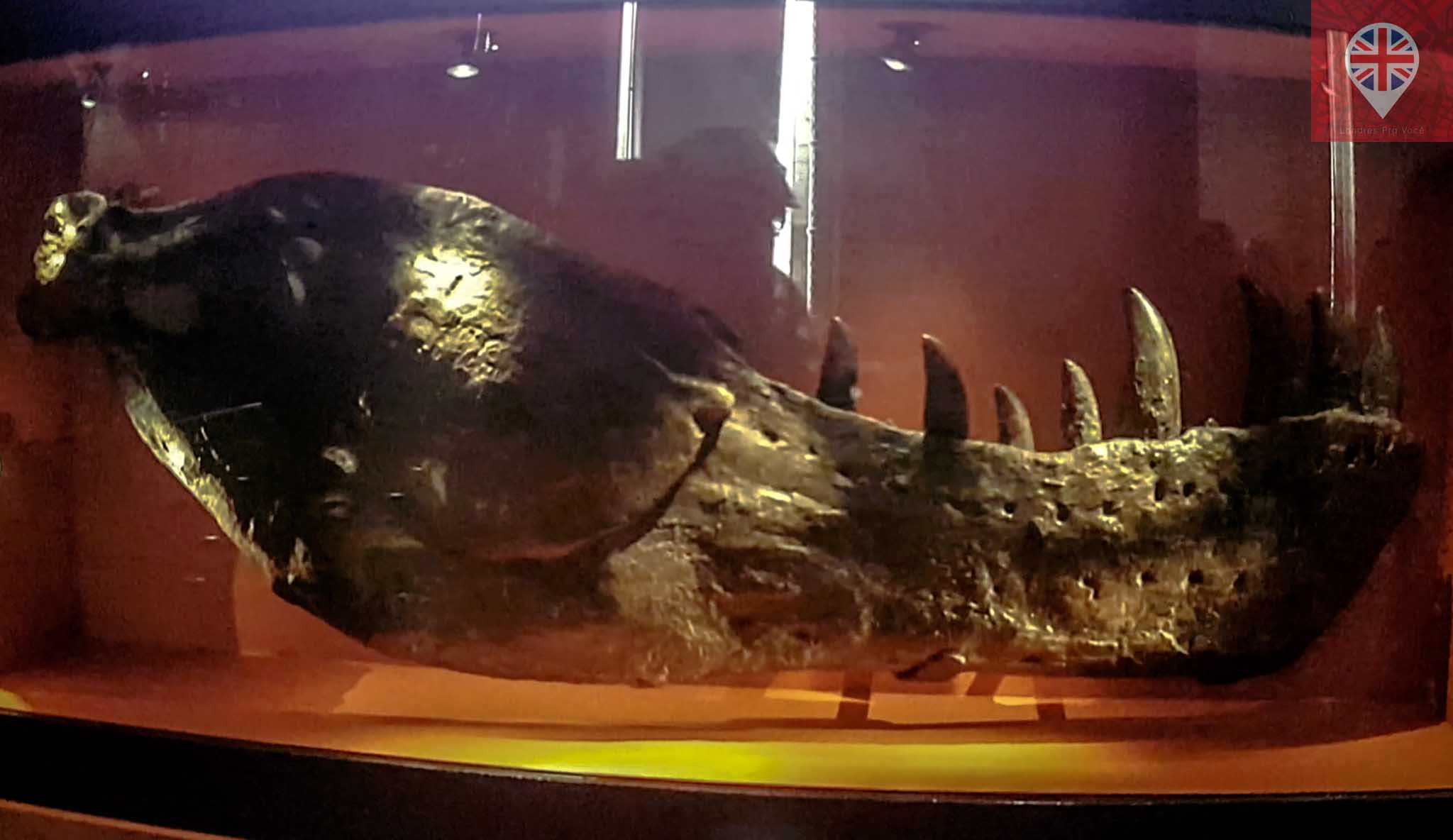 museu-de-historia-natural-trex