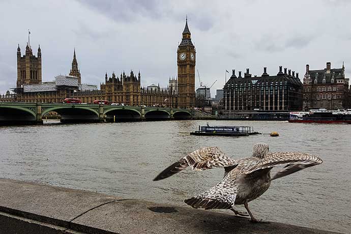 big-ben-and-westminster-bridge-seagull
