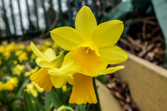 daffodil close