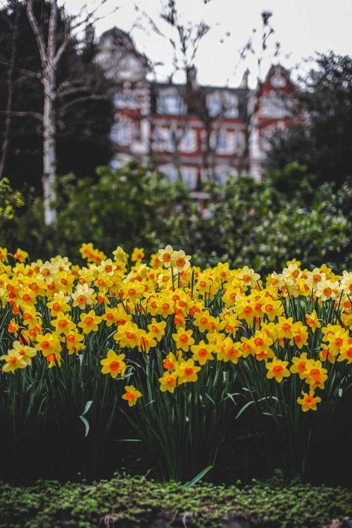 daffodils london