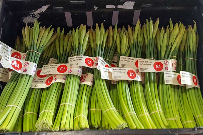 daffodils supermarket