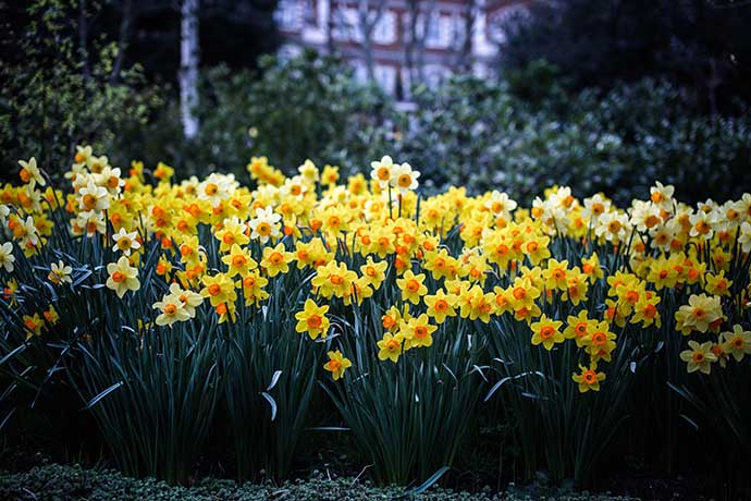 spring daffodils