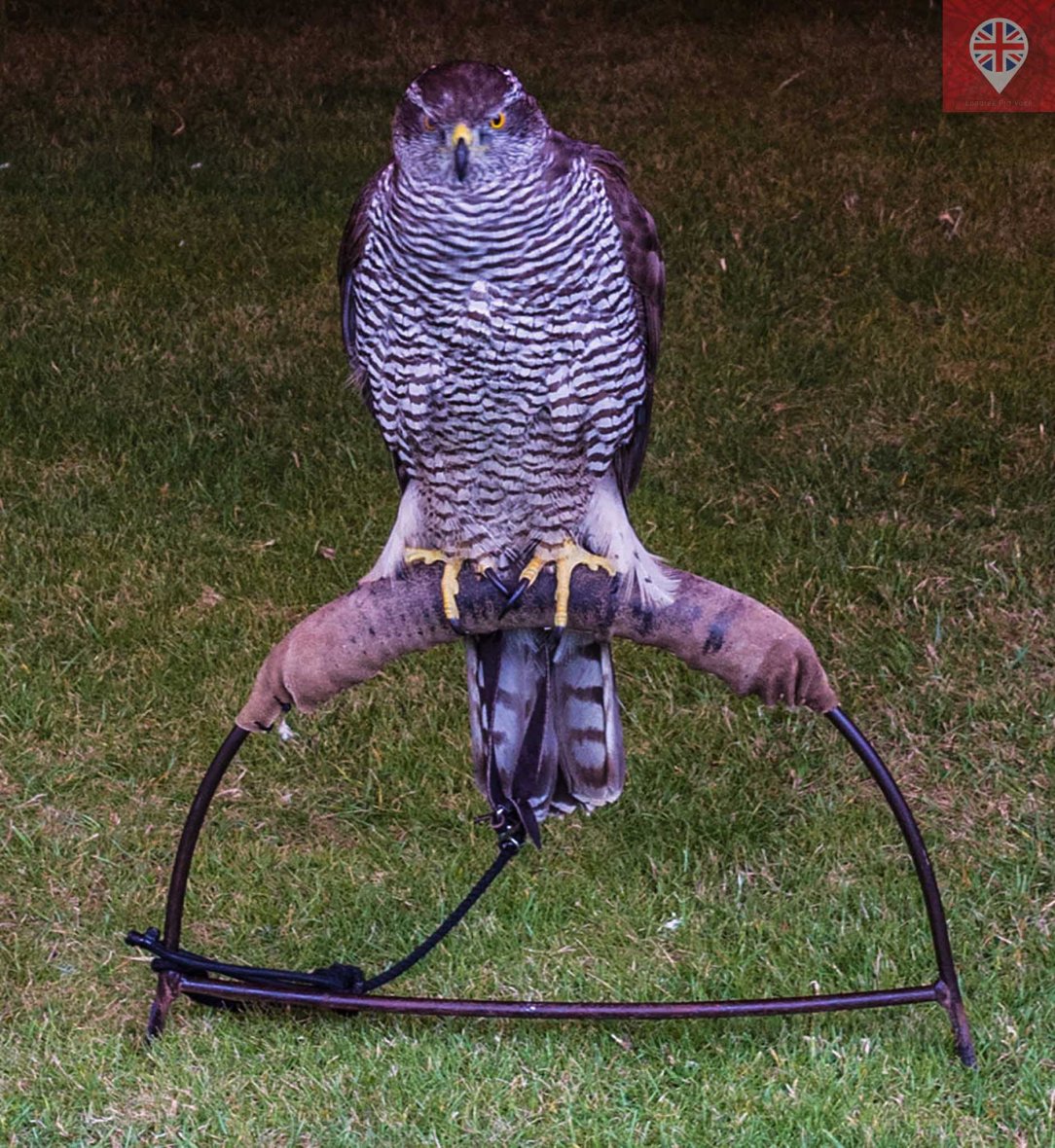 hampton court tudor party falcon