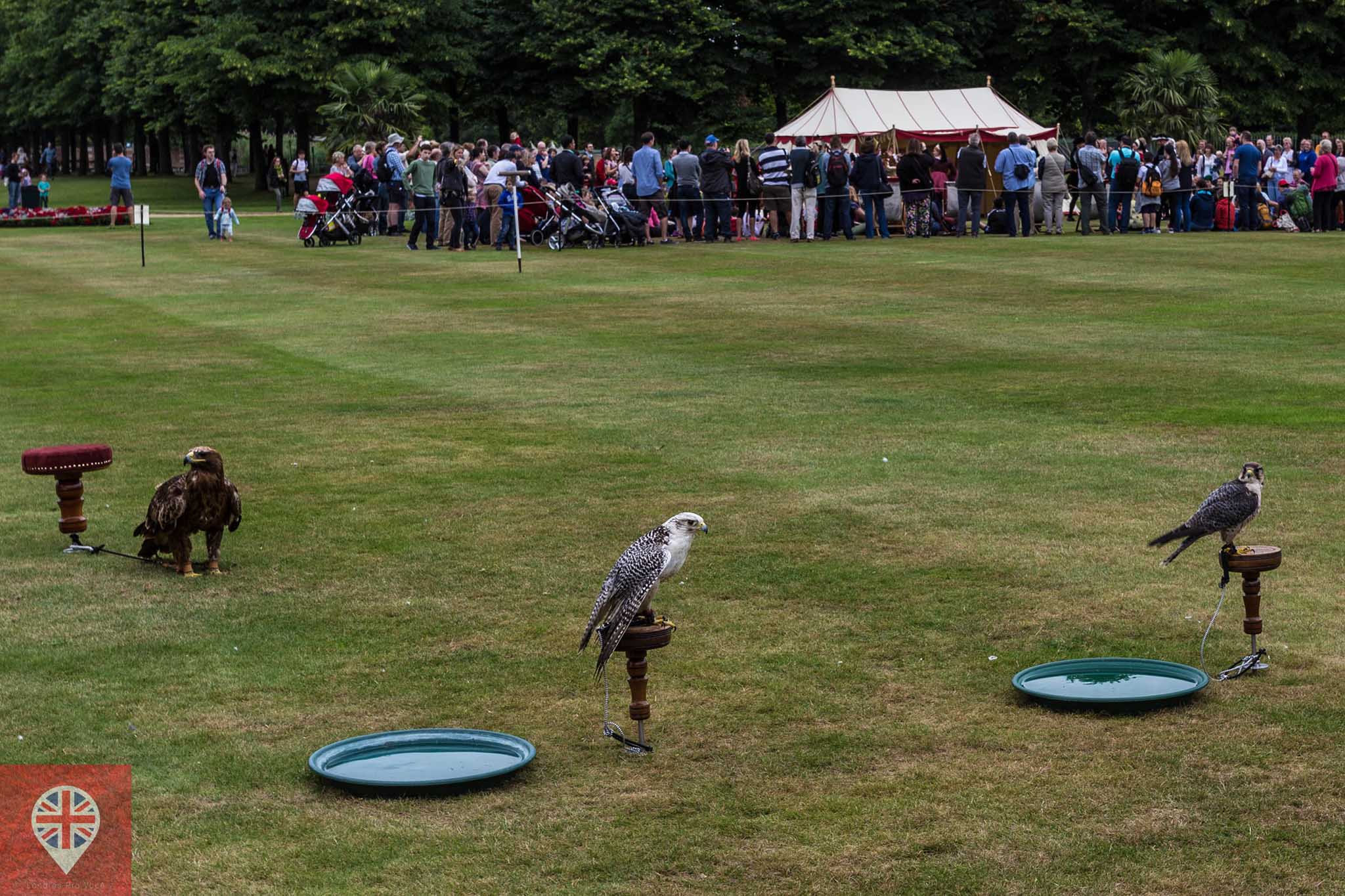 hampton court tudor party falconary