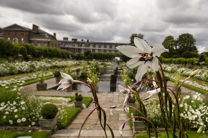 kensington-palace-white-garden-flower