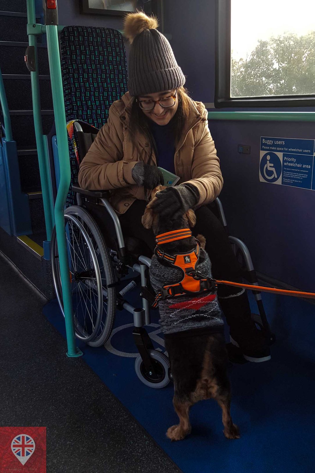 bus accessibility luiza dog