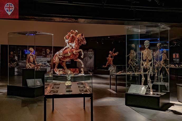 Body Worlds exhibition