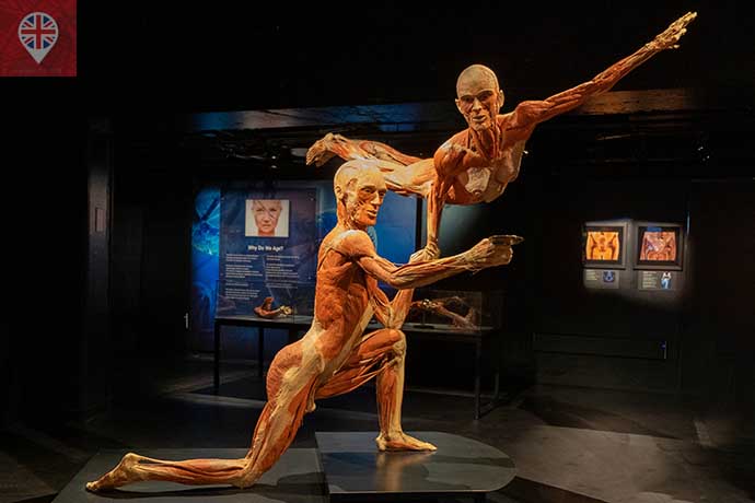 Body Worlds mirror of life